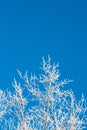 Birch trees covered by snow against blue sky. Winter landscape Branches covered with snow Royalty Free Stock Photo