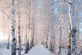 Birch trees covered by snow against blue sky. Winter landscape Branches covered with snow Royalty Free Stock Photo