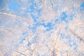 Birch trees covered by snow against blue sky. Winter landscape Branches covered with snow Royalty Free Stock Photo