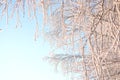 Birch trees covered by snow against blue sky. Winter landscape Branches covered with snow Nature winter landscape Royalty Free Stock Photo