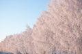 Birch trees covered by snow in a field against blue sky. Winter landscape Branches covered with snow Royalty Free Stock Photo