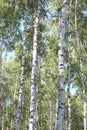 Birch trees in early autumn, fall panorama Royalty Free Stock Photo