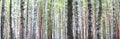 Birch trees in early autumn, fall panorama Royalty Free Stock Photo