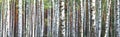 Birch trees in early autumn, fall panorama Royalty Free Stock Photo