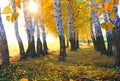 Birch Trees In The Fall.Beautiful Landscape With  Trees,green Grass And Sun. Colorful Foliage In The Park.