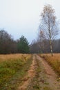 Birch trees in field. Rural dirt road in late autumn, vertical image Royalty Free Stock Photo