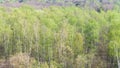 Birch trees with first green leaves in forest