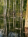 Birch trees flooded spring floods Royalty Free Stock Photo