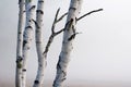 Birch Trees in the fog