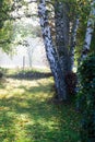 Birch trees on foggy sunny morning for calm natural power Royalty Free Stock Photo