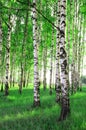 Birch trees in a forest