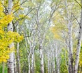 Birch trees in a forest, park, nature concept Royalty Free Stock Photo
