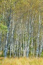 Birch trees forest Royalty Free Stock Photo