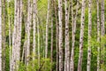 Birch trees forest in summer Birch tree trunks on pine trees background Royalty Free Stock Photo