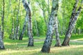 Birch trees, forest trail, summer Royalty Free Stock Photo