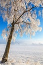 Birch trees with frost on the branches in a landscape Royalty Free Stock Photo
