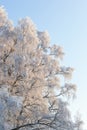 Birch trees with frost Royalty Free Stock Photo