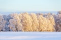 Birch trees with frost in a winter landscape Royalty Free Stock Photo