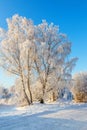 Birch trees with frost in a winter landscape Royalty Free Stock Photo