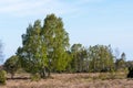Birch trees in a great grassland Royalty Free Stock Photo