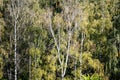 birch trees in green dense forest on sunny day