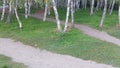 Birch trees on green lawn with cobblestone plaster pavement Royalty Free Stock Photo