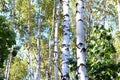 Birch trees with green leaves and white trunks in summer Royalty Free Stock Photo