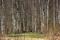 Birches. Spring wood. Royalty Free Stock Photo