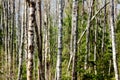 Birches. Spring wood. Royalty Free Stock Photo