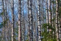 Birches. Spring wood. Royalty Free Stock Photo