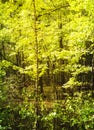 Birch trees growing in a swamp