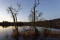 Birch trees growing in the water amongst the Reed beds at Clunie Loch in Perthshire.