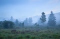 Birch trees on heathland in dense fog