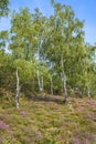 Birch trees in a heathland