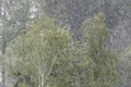 Birch trees in heavy rain