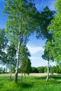 Birch trees at lake side