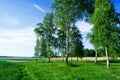 Birch trees at lake side Royalty Free Stock Photo