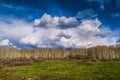 Birch Trees landscape