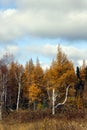 A birch tree's last stand in late fall Royalty Free Stock Photo