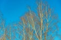 Birch trees without leaves on a background of blue sky, spring trees, a view of the sky through the branches Royalty Free Stock Photo