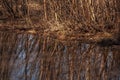 Birch trees without leaves in early spring. Small river flow across forest with light in sundown lights. March Royalty Free Stock Photo