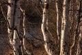 Birch trees without leaves in early spring. Small river flow across forest with light in sundown lights. March Royalty Free Stock Photo