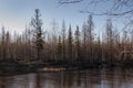 Birch trees without leaves in early spring. Small river flow across forest with light in sundown lights. March Royalty Free Stock Photo