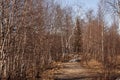 Birch trees without leaves in early spring. Snow on the ground. March Royalty Free Stock Photo