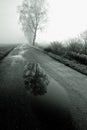 Birch trees lining road Royalty Free Stock Photo