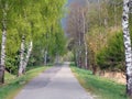 Birch trees lining road