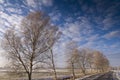 Birch trees lining road