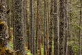 Birch Trees in a mossy forest