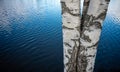 Birch trees near lake