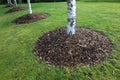 Birch Trees Protected by Wood Chip Mulch